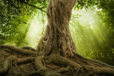 Roots run deep.