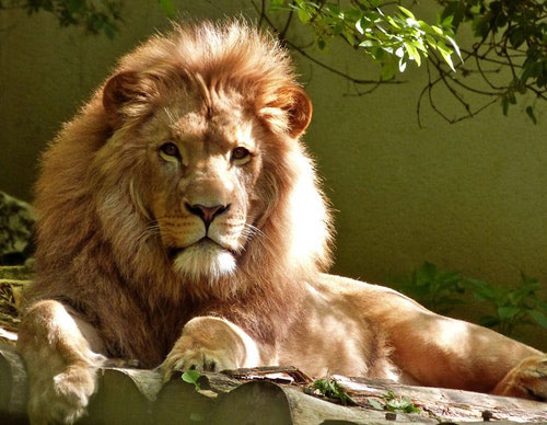 Not everyone can be the King of the Jungle.