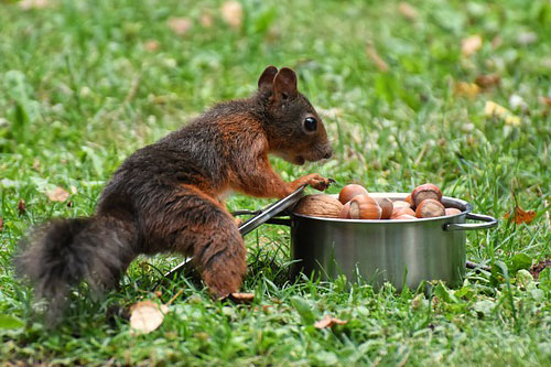 Squirreling money away