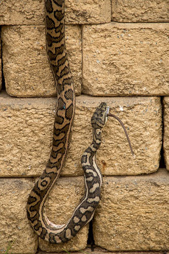 You're not a python; don't eat like one.