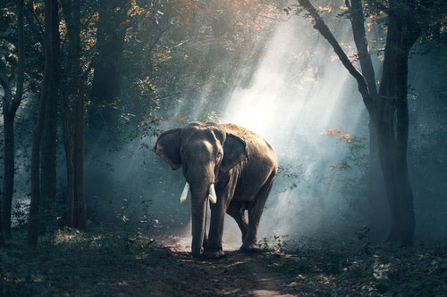 Elephant for lunch, anyone?