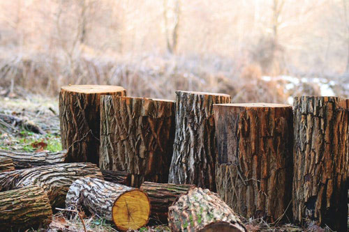 Mastery of cutting trees.