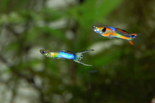 Multiplying like guppies.