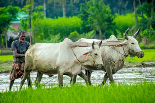 Oxen work hard too, so what?