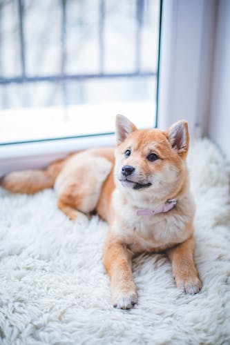 You want loyalty? Get a dog.
