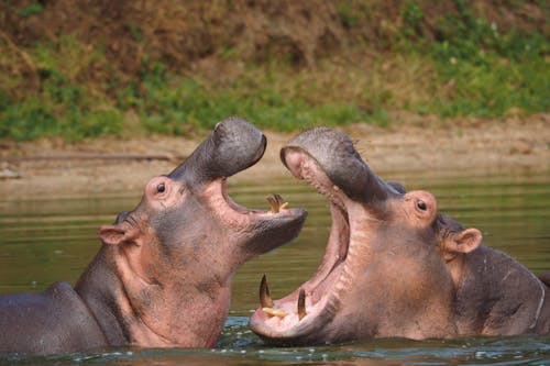 I may be biased, but hippos are way more awesome.