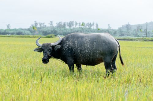 Beast of burden.